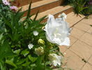 campanula La Bonne Amie