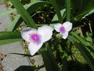 tradescantia Temptation