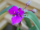 tradescantia Concord Grape