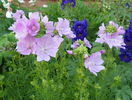 malva moschata rosea