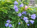 campanula persicifolia Telham Beauty