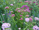 dianthus barbatus
