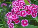 dianthus barbatus