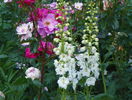 delphinium