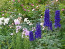 delphinium Guardian Blue