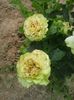 green-Dimov