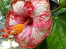 SAM_6081