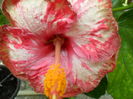 SAM_6089