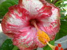 SAM_6091