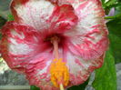 SAM_6088