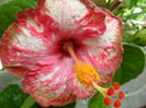 SAM_6090