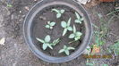 datura mov