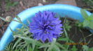 centaurea