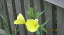 Oenothera