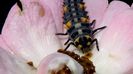COCCINELLA SEPTEMPUNCTATA (LARAVA)