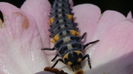 cOCCINELLA SEPTEMPUNCTATA
