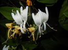 Lonicera japonica (2015, June 08)