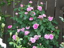Gertrude Jekyll