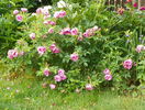 Pink Roadrunner