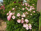 Sommerwind