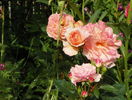 Augusta Luise