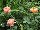 Lady Emma Hamilton