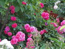 Rosarium Uetersen