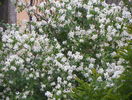 philadelphus inodorus