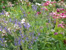 salvia pratensis