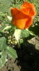 2015-06-06-2411