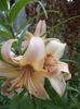 DSC04185