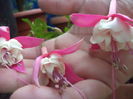 DSC04191