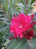 DSC04203