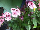 DSC04208
