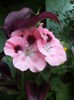 DSC04210
