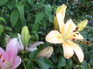 DSC04215