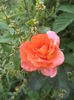 DSC04219