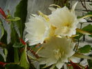 DSCN9333