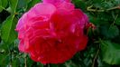 DSC00979