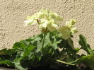 Pierduta