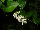 Ligustrum vulgare (2015, June 10)