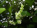 Ligustrum vulgare (2015, June 11)