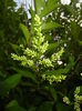 Ligustrum vulgare (2015, June 11)