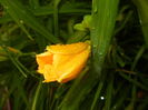 Hemerocallis Stella de Oro (2015, Jun.11)