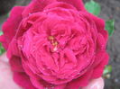 Picture My plants 3615