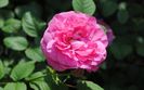 England s Rose