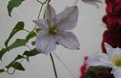 clematis Blue Angel