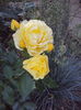 Golden Border