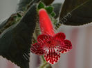 NEW 2015 - Kohleria Luci s Red Velvet