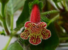 NEW 2015 - Kohleria Luci s Casmir